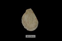 藏品(大白狐蛤)的圖片